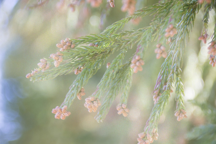 花粉症・アレルギーイメージ画像